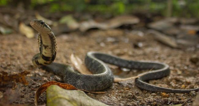 22-facts-a<em></em>bout-big-eyed-mountain-keelback