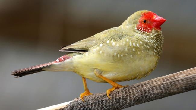 32-great-facts-a<em></em>bout-finches