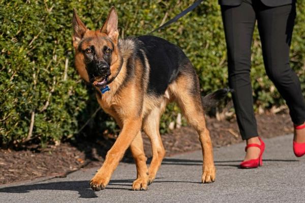 Commander, a German Shepherd, on a leash being walked outside the White House with two people in the background.