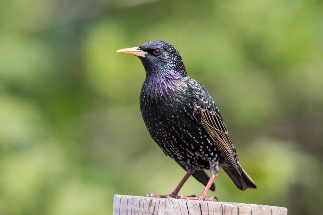 23-amazing-starling-facts