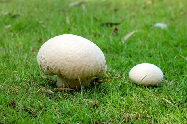 20-amazing-puffball-mushrooms-facts