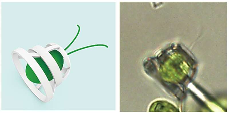 Micromachines steered by microorganisms: Microscopic vehicles propelled by swimming green algae could assist biological and enviro<em></em>nmental research