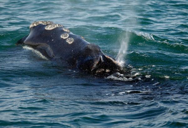 A North Atlantic right whale surfaces in the Cape Cod bay on March 28, 2016.