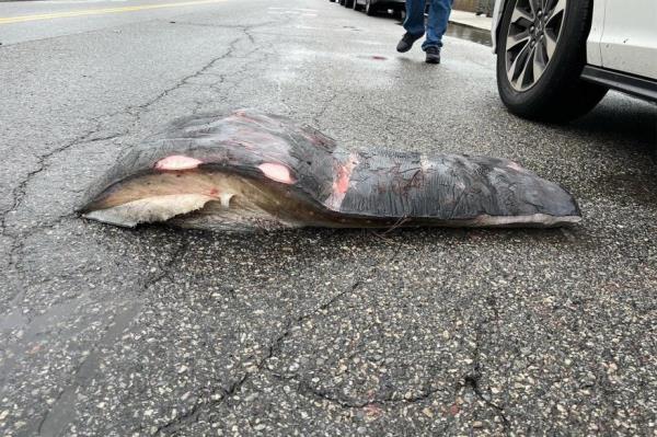 A piece of a whale on the street.