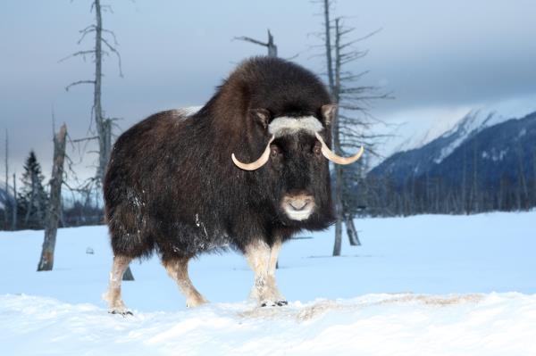 Muskoxen have a history of attacking and goring dogs in and around Nome.