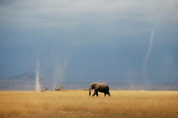 A whirlwind is seen as elephant and zebras walk through the Amboseli Natio<em></em>nal Park, Kenya August 19, 2018.