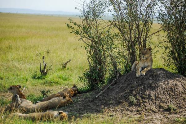 Lions are seen ahead of 'World Wildlife Day' in Maasai Mara natural habitat of Kenya on March 02, 2023.