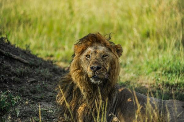 A lion is seen ahead of 'World Wildlife Day' in Maasai Mara natural habitat of Kenya on March 02, 2023.