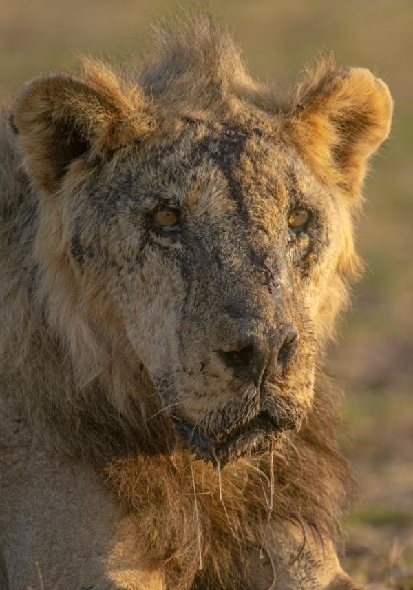 This photo provided by Lion Guardians shows the male lion named 