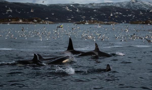 Killer whales.