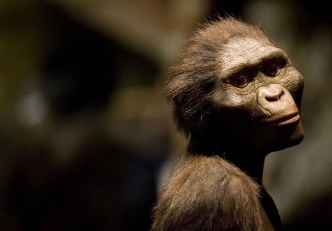 12-facts-a<em></em>bout-australopithecus-afarensis