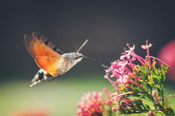 hummingbird hawk moth butterfly sphinx insect flying on red valerian pink flowers in summer