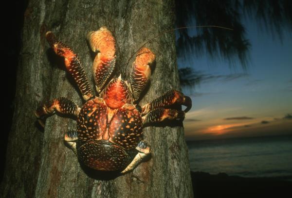 coco<em></em>nut crab on tree