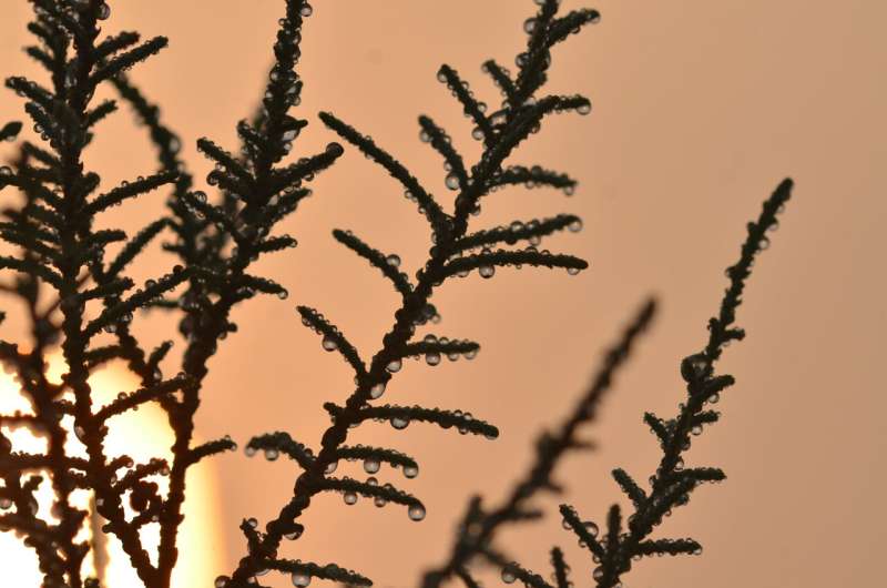 NYU Abu Dhabi researchers reveal how common desert shrub efficiently harvests water from the air