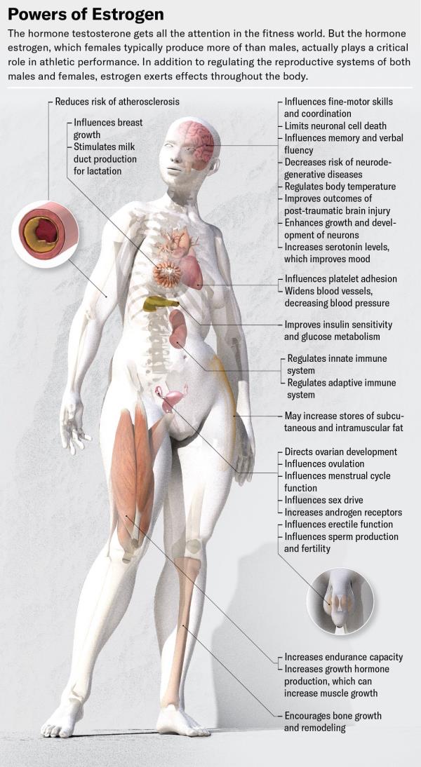 Illustration shows a mo<em></em>nochromatic female figure with various organs superimposed in color to highlight body parts and physiological processes affected by estrogen.