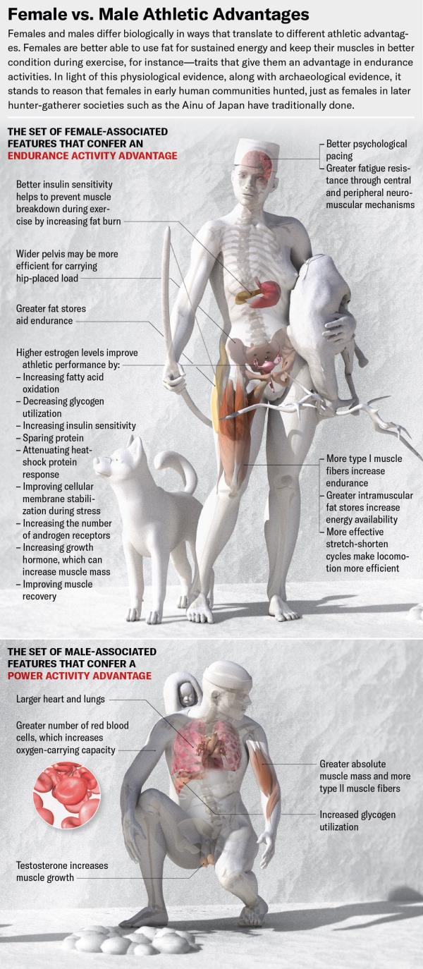 Illustration shows a female figure carrying an animal she has hunted and a male figure tending a fire with an infant on his back. Various organs superimposed in color on the mo<em></em>nochromatic figures highlight body parts and physiological processes associated with the female endurance activity advantage and the male power activity advantage.