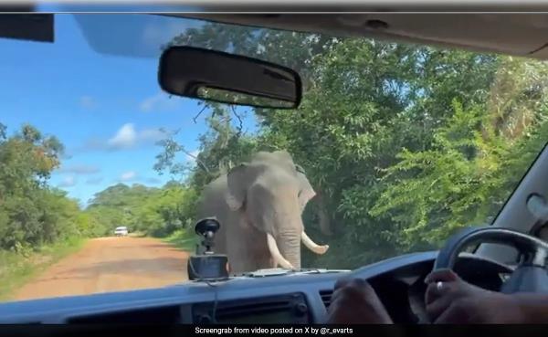 Watch: Elephant Charges At Family's Van, Smashes Window For Food In Sri Lanka