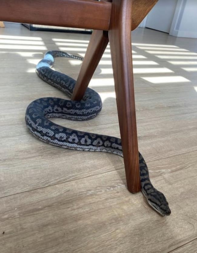 Two 2.5m pet pythons named Bagel (pictured) and Mango remain missing.