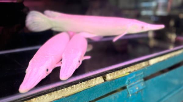  Alligator gars seen in a pet shop in Katabon Market. Photo: Noor A Alam.</p>

<p>　　