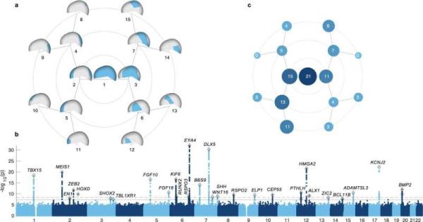 New study reveals the genetics of human head shape