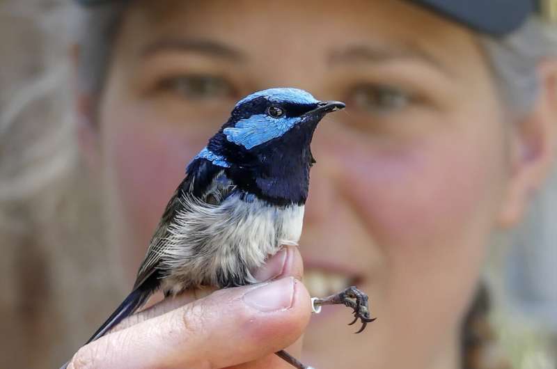 Baby birds hatch with ability to mimic mom