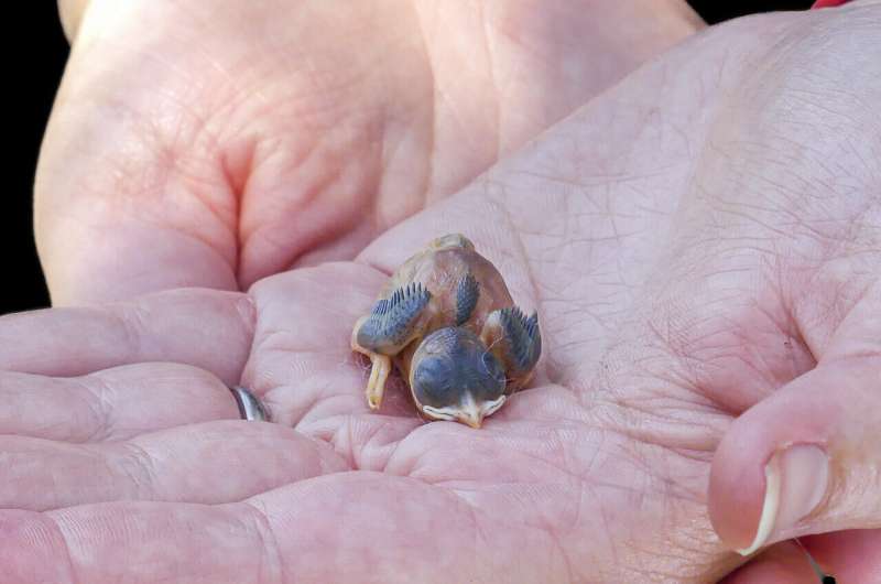 Baby birds hatch with ability to mimic mom