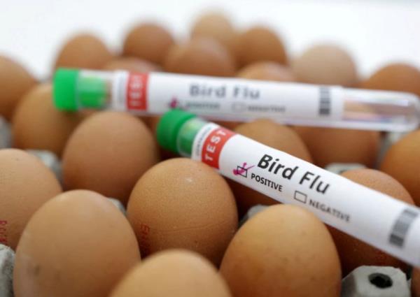 Gene editing offers chickens some protection against bird flu: Study