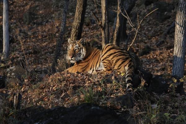 Siberian Tiger