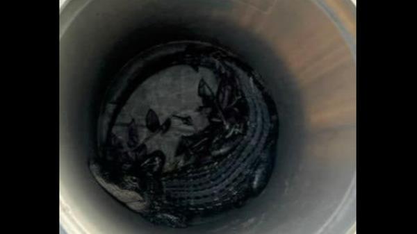 A young alligator found in driveway was captured and removed with trash can by two sheriff’s deputies in Palm Coast, Florida, officials say.