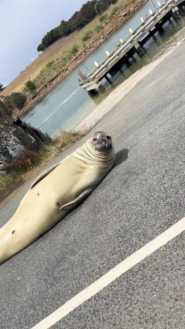 Niel The Seal Terrorizes Tiny Tasmanian Town And The Internet Adores Him