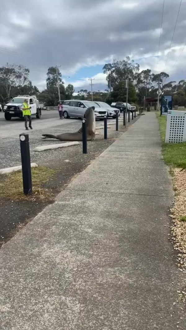 Niel The Seal Terrorizes Tiny Tasmanian Town And The Internet Adores Him