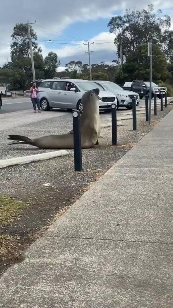 Niel The Seal Terrorizes Tiny Tasmanian Town And The Internet Adores Him