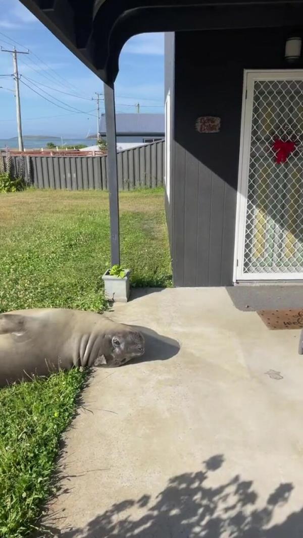 Niel The Seal Terrorizes Tiny Tasmanian Town And The Internet Adores Him