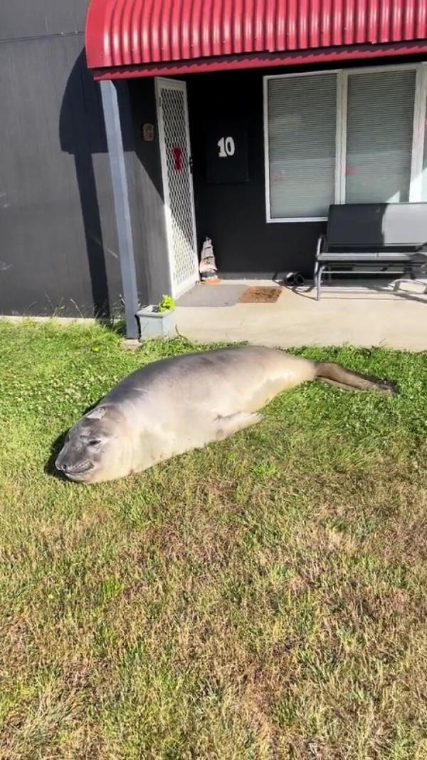 Niel The Seal Terrorizes Tiny Tasmanian Town And The Internet Adores Him