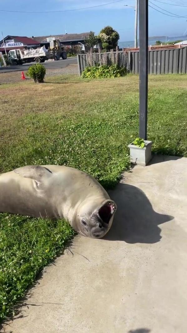 Niel The Seal Terrorizes Tiny Tasmanian Town And The Internet Adores Him