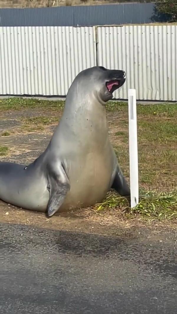 Niel The Seal Terrorizes Tiny Tasmanian Town And The Internet Adores Him