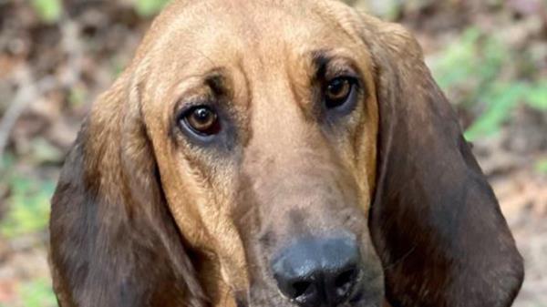 Duke the Bloodhound