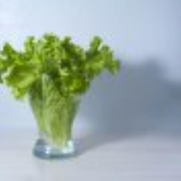 lettuce water concept