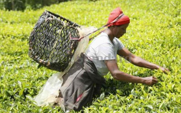 Farmers to pay Sh5 for every Sh100 they make in tax plan