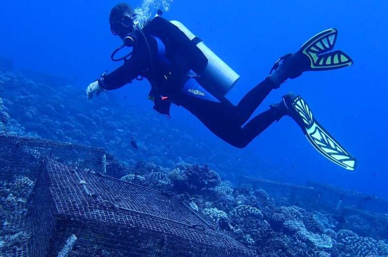 Some coral species might be more resilient to climate change than previously thought