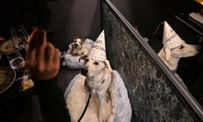 Elsa gets a special hat for her birthday meal at Fiuto dog restaurant.