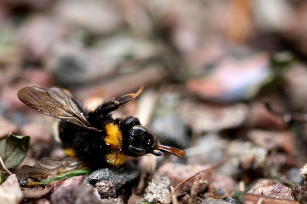 A dead bumblebee.