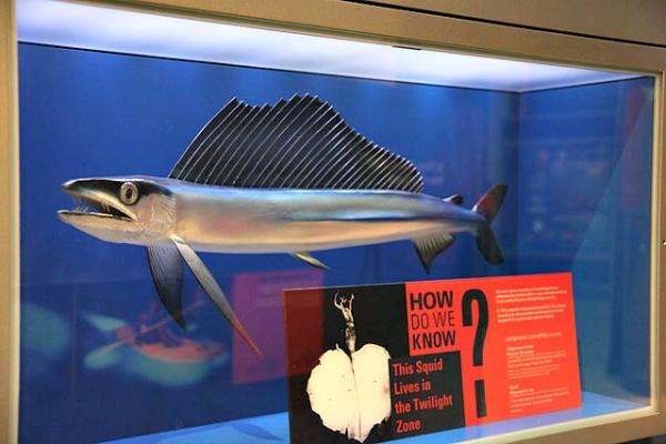 Lancetfish_smithsonian