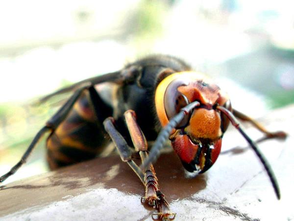 Japanese giant hornet