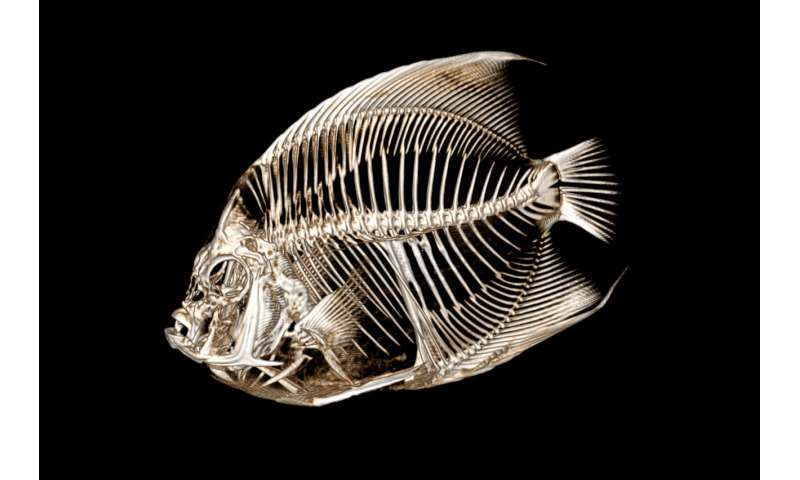 Fish with a funny float gets a CT scan at the Denver Zoo