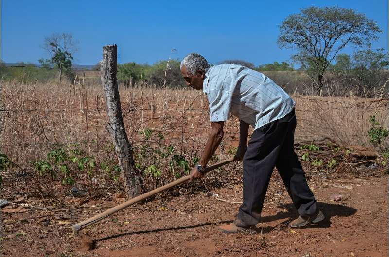 Isaltino Andrade Silva, resident of the Gilbues Desert, works in his land, in Gilbues, Brazil, on October 1, 2023