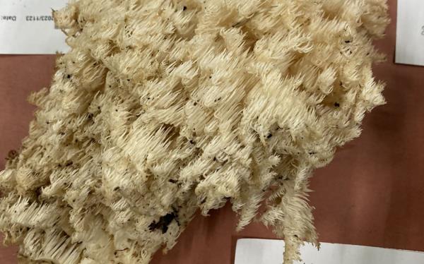 Hericium novae-zealandiae, NZ Lion's Mane