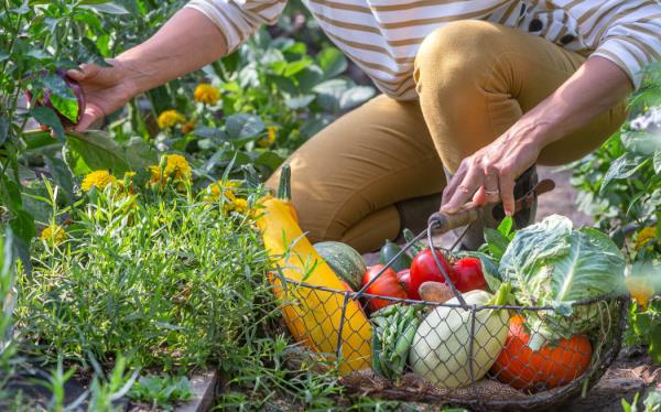 Homesteading is a<em></em>bout growing and storing your own food without havin<em></em>g to rely on mainstream supermarkets.