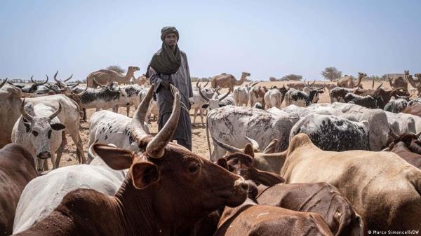 Locals and refugees alike live off the livestock, but drought and fires pose a real threat | Photo: Marco Simoncelli/DW