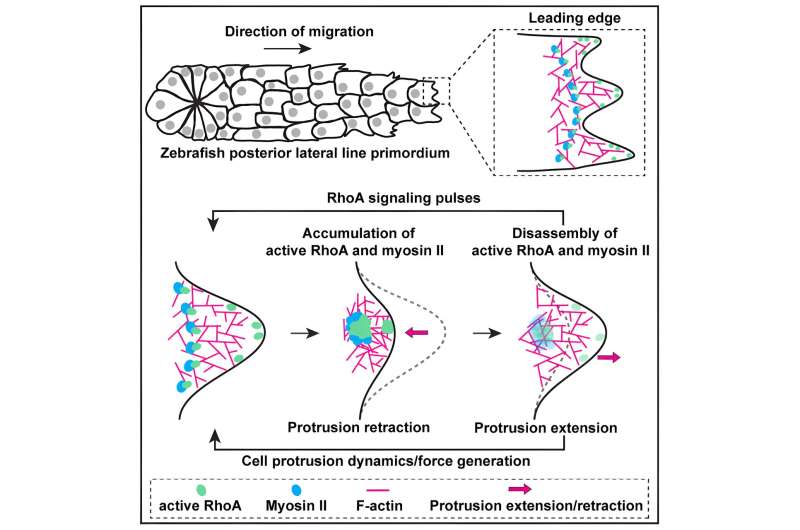 Cells found to move differently in groups than they do when alone